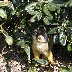 Meet the Monkeys Walkthrough - 24.03.2012