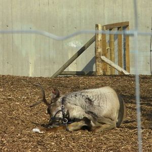 Reindeer - 24.03.2012