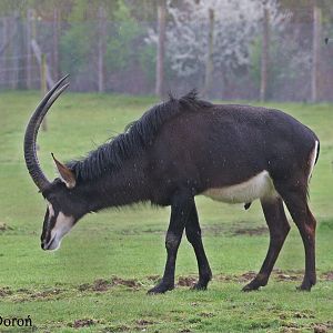 Sable Antelope - male