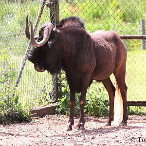 Black Wildebeest