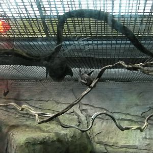 Fruit Bats - 24.03.2012