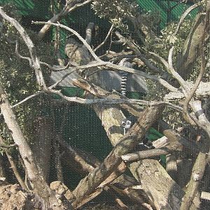 Lemur Enclosure - 24.03.2012