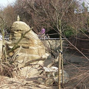 View of Meerkat Enclosure - 24.03.2012