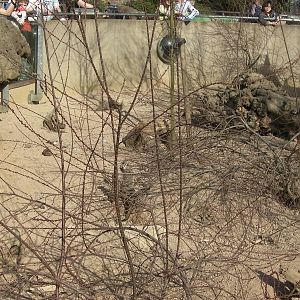 View of Meerkat Enclosure - 24.03.2012