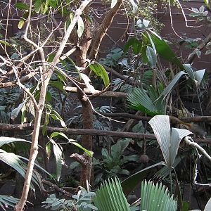 Rain Forest Exhibit - 24.03.2012