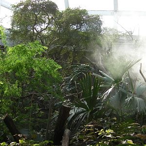 Rain Forest Exhibit - 24.03.2012
