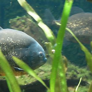 Rain Forest Exhibit - 24.03.2012