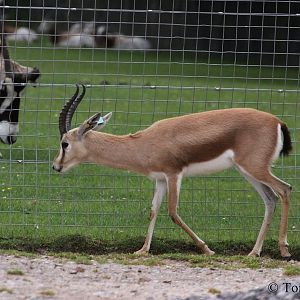 Gazella dorcas neglecta