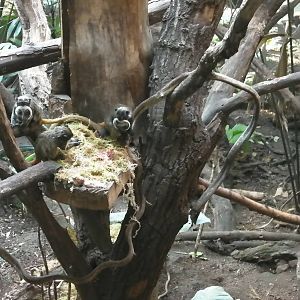 Rain Forest Exhibit - 24.03.2012