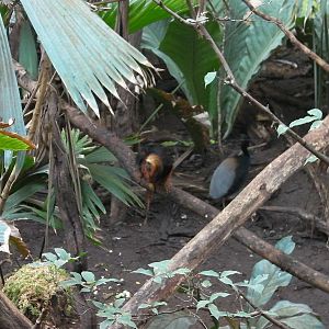 Rain Forest Exhibit - 24.03.2012