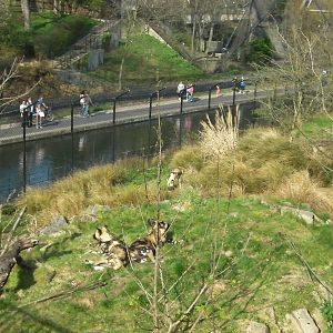 Hunting Dog Enclosure - 24.03.2012