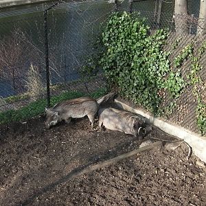 Warthogs - 24.03.2012