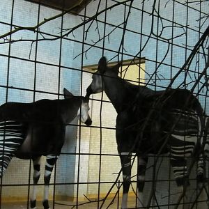 Inside the Okapis House - 24.03.2012