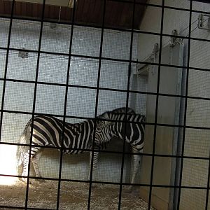 Inside the Zebra House - 24.03.2012