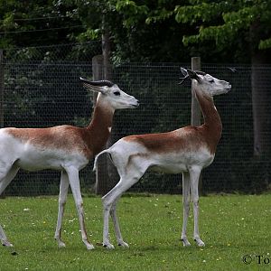 Gazella dama ruficollis