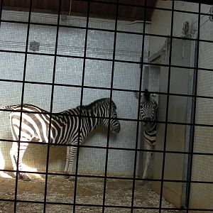 Inside the Zebra House - 24.03.2012