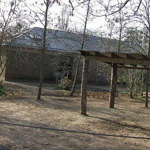 Zebra Enclosure - 24.03.2012