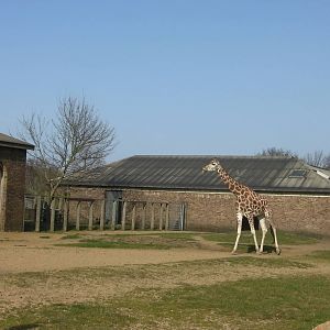 Giraffe Enclosure - 24.03.2012