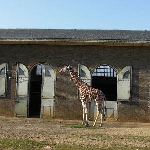 Giraffe Enclosure - 24.03.2012