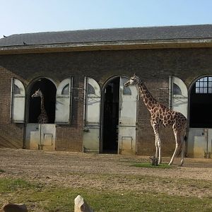 Giraffe Enclosure - 24.03.2012