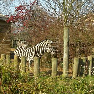 Zebra Enclosure - 24.03.2012