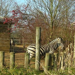 Zebra Enclosure - 24.03.2012