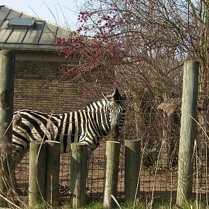Zebra Enclosure - 24.03.2012