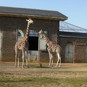 Giraffe Enclosure - 24.03.2012