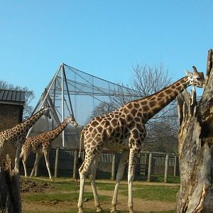 Giraffe Enclosure - 24.03.2012
