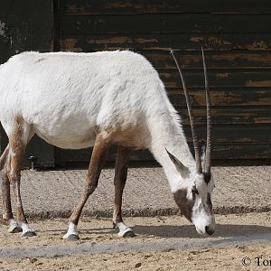 Oryx gazella leucoryx