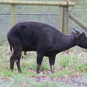 Anoa depressicornis