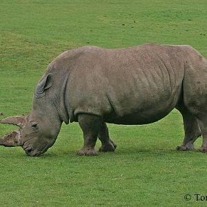 Ceratotherium simum simum