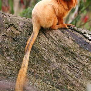 Golden Lion Marmoset