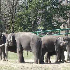 Females protecting Chuck