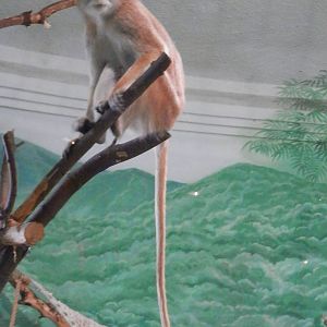 Patas monkey