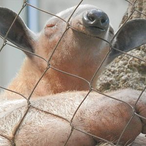 Tamandua