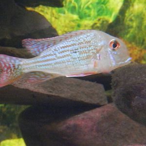 Red Striped Earth Eater