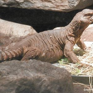 My favirite.....Uromastys