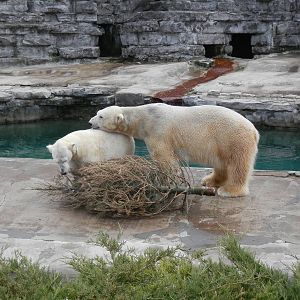 It's March! We need to take out the Christmas tree already!
