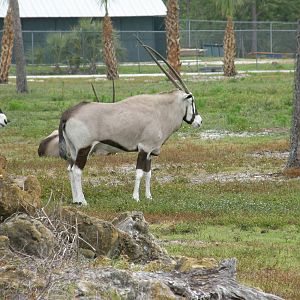 gemsbok