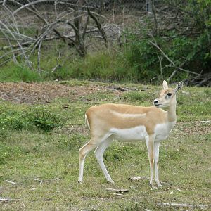 blackbuck