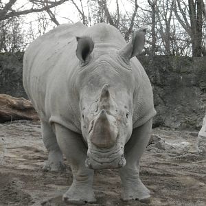 White Rhino