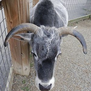 I too, fell in love with a sweet Zebu!