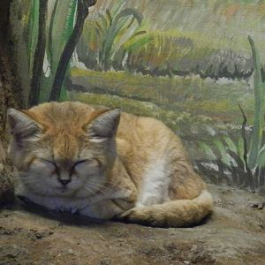 Sleepy sand cat