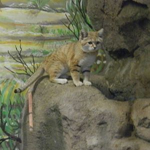 Awake sand cat