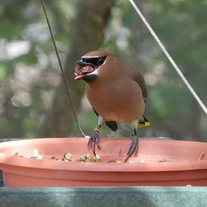 Cedar Waxwing