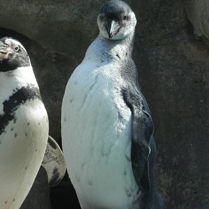 Don't call me a baby anymore!