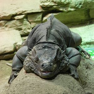 Grand Camen Iguana relaxing