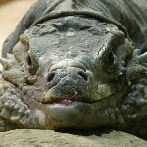 Grand Camen Iguana getting annoyed by me and my camera