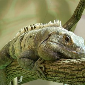 Spiny tailed Iguana relaxing